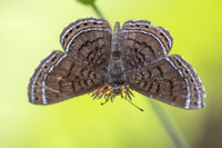 Detrivora barnesi-1699 - Minca - 16/07/25