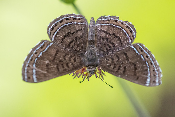 Detrivora barnesi-1699 - Minca - 16/07/25
