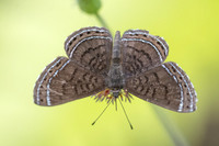 Detrivora barnesi-1700 - Minca - 16/07/25