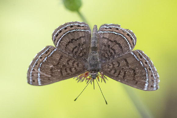 Detrivora barnesi-1700 - Minca - 16/07/25