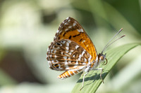Aricoris erostratus-0846 - - Minca - 15/07/25