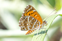 Aricoris erostratus-0840 - Minca - 15/07/25