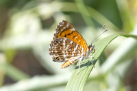 Aricoris erostratus-0843 - Minca - 15/07/25