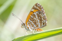 Aricoris erostratus-0851 - Minca - 15/07/25