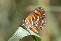 Aricoris erostratus-0863 - Minca - 15/07/25