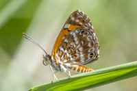 Aricoris erostratus-0852- Minca - 15/07/25