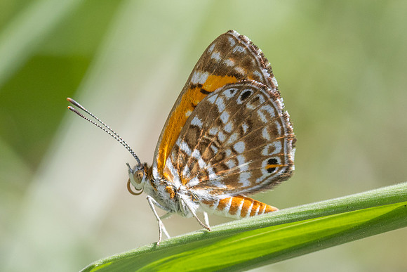 Aricoris erostratus-0852- Minca - 15/07/25