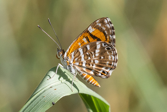 Aricoris erostratus-0865 - Minca - 15/07/25