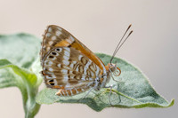 Aricoris erostratus-0870 - Minca - 15/07/25