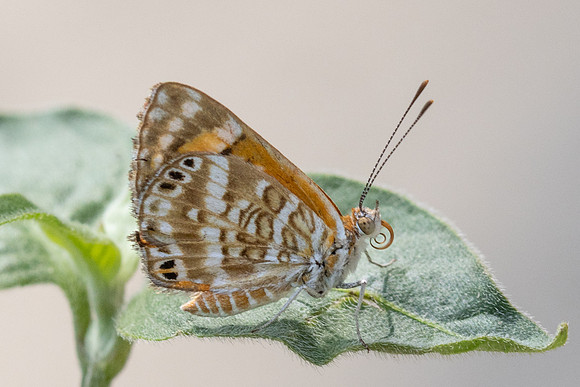 Aricoris erostratus-0870 - Minca - 15/07/25