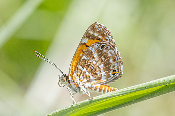 Aricoris erostratus-0854 - Minca - 15/07/25