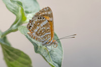 Aricoris erostratus-0869 - Minca - 15/07/25