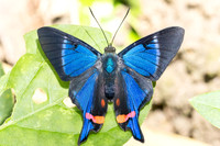 Rhetus periander-4566- Minca - 19/07/25