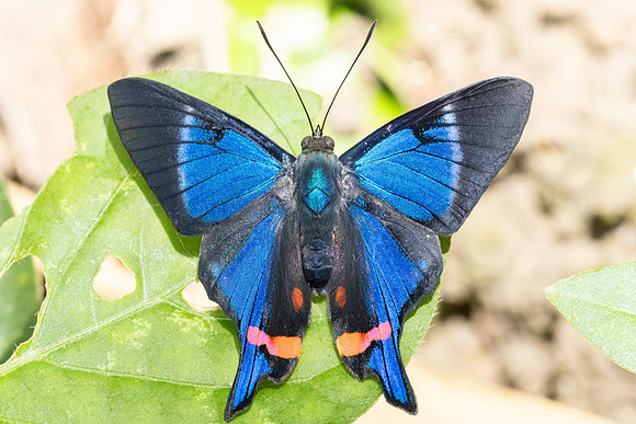 Rhetus periander-4566- Minca - 19/07/25