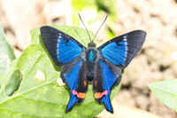 Rhetus periander-4565 - Minca - 19/07/25