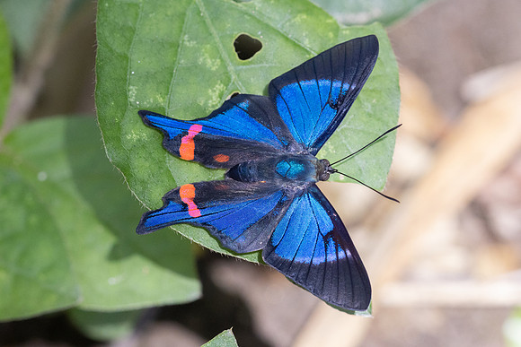 Rhetus periander-4553 - Minca - 19/07/25