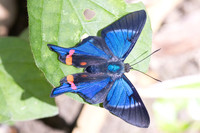 Rhetus periander-4559- Minca - 19/07/25