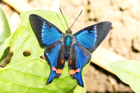 Rhetus periander-4577 - Minca - 19/07/25