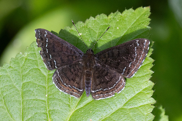 Calephelis iris-2-18