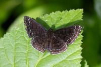 Calephelis iris-2-2