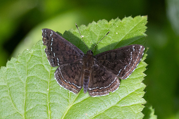 Calephelis iris-2-2