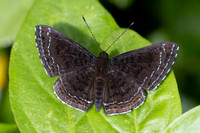 Calephelis iris-2-21