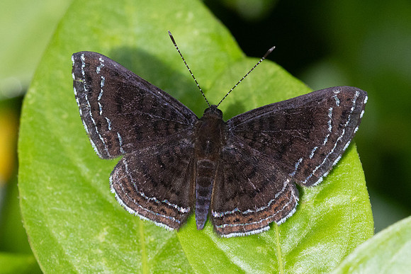 Calephelis iris-2-21