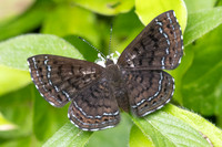 Calephelis iris-9879
