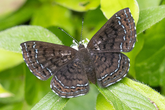 Calephelis iris-9879