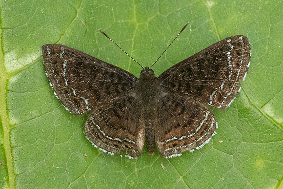 Calephelis iris-5207