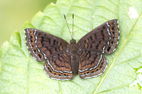 Calephelis iris-5544