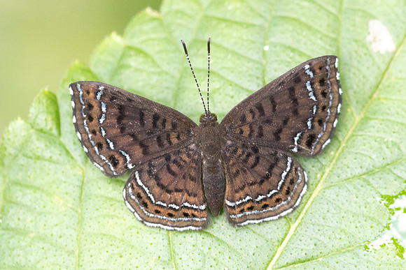 Calephelis iris-5544