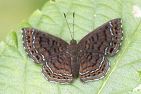 Calephelis iris-5543