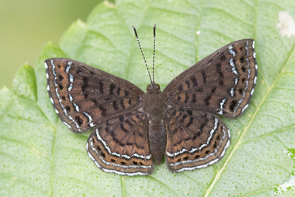 Calephelis iris-5543