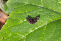 Calephelis iris-5188