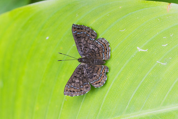 Calephelis iris-5537
