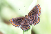 Detritivora hermodora
