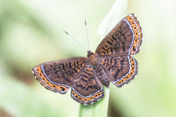 Detritivora hermodora -3066 - Bucaramanga - 16/05/19
