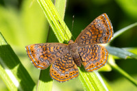 Calephelis laverna-2387  -Minca - 17/07/25