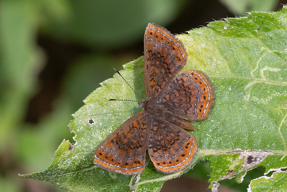 Calephelis laverna-7534