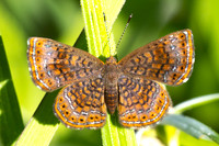 Calephelis laverna-2389  -Minca - 17/07/25
