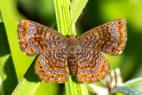 Calephelis laverna-2399  -Minca - 17/07/25