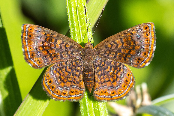 Calephelis laverna-2399  -Minca - 17/07/25