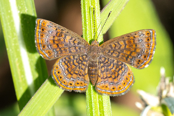 Calephelis laverna-2404  -Minca - 17/07/25