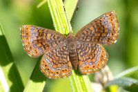 Calephelis laverna-2396 -Minca - 17/07/25