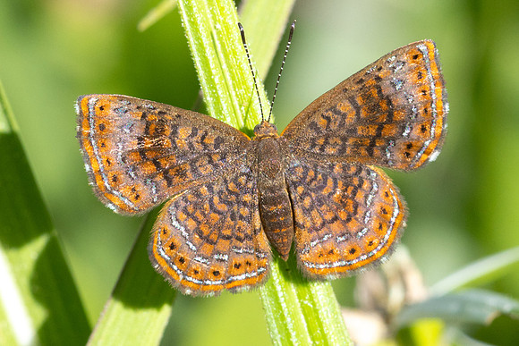 Calephelis laverna-2396 -Minca - 17/07/25