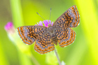 Calephelis laverna-2413