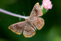 Calephelis laverna-2601