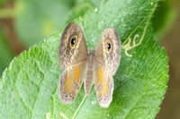 Perophthalma tullius-9960