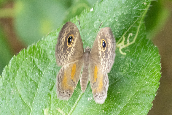 Perophthalma tullius-9960